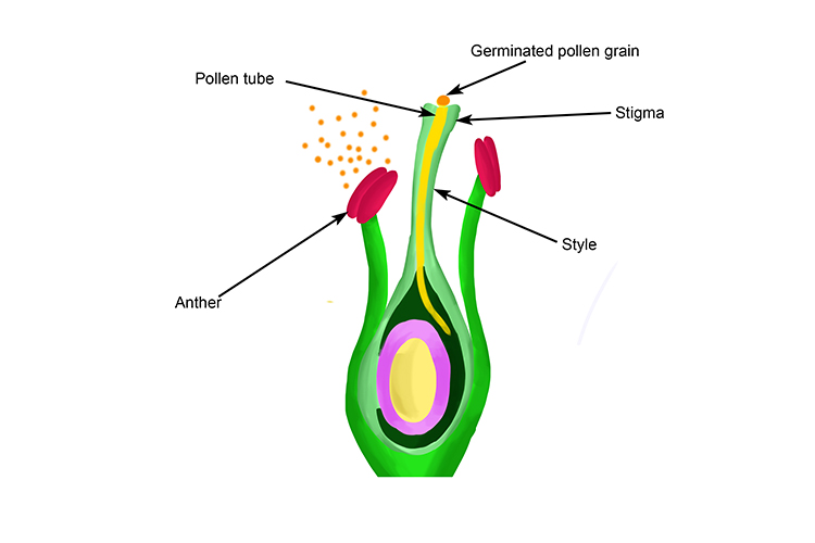 The pollen tube continues to grow through the style close to the ovary
